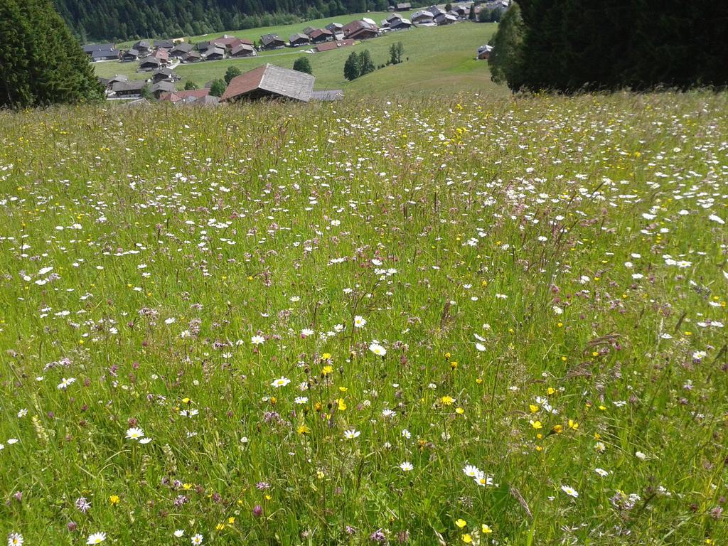 Studio Schwarzenauer Apartman Alpbach Kültér fotó