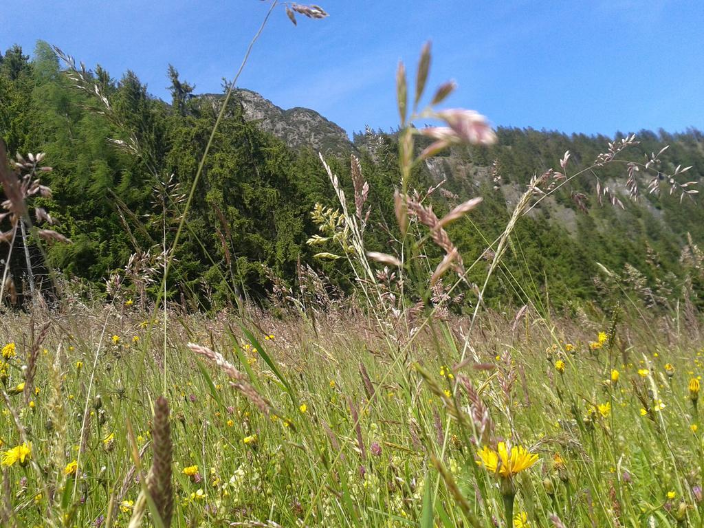 Studio Schwarzenauer Apartman Alpbach Kültér fotó